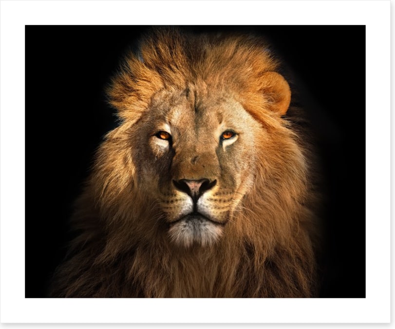 Eye of the lion