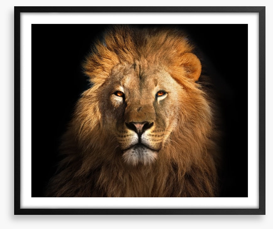 Eye of the lion