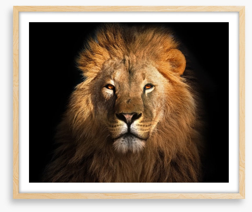 Eye of the lion