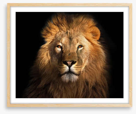 Eye of the lion