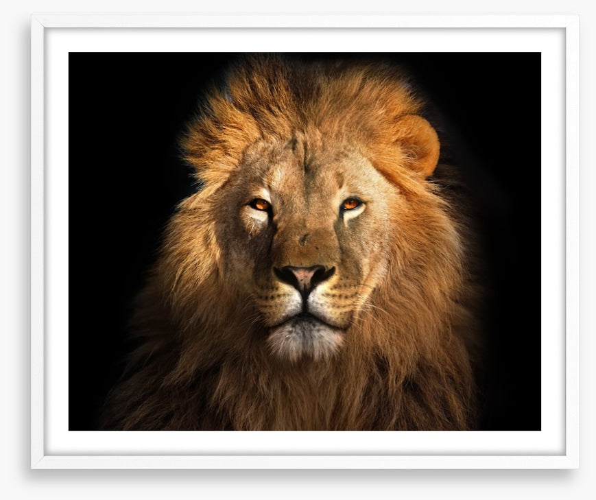 Eye of the lion