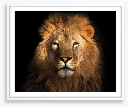 Eye of the lion