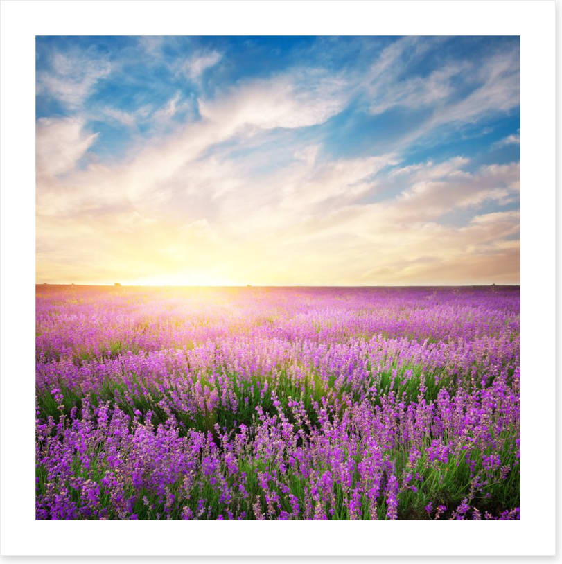 Lavender horizons