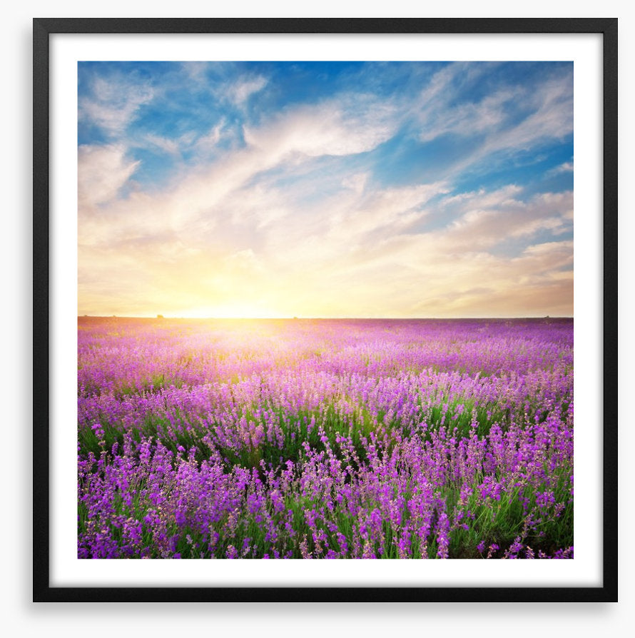 Lavender horizons