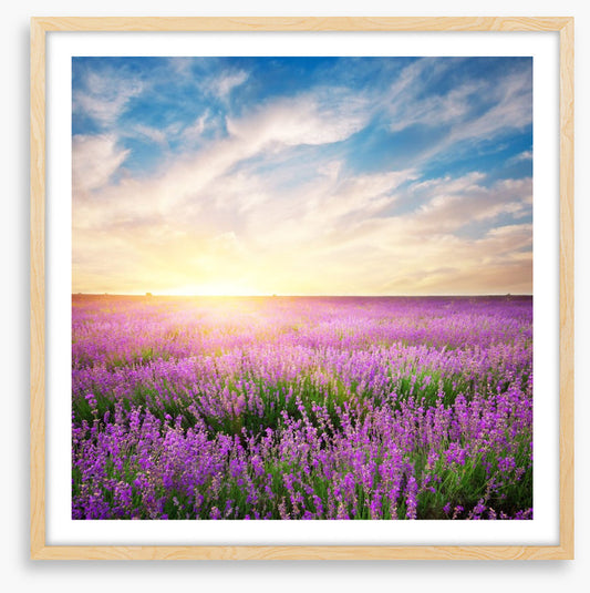 Lavender horizons
