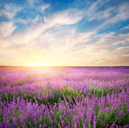 Lavender horizons