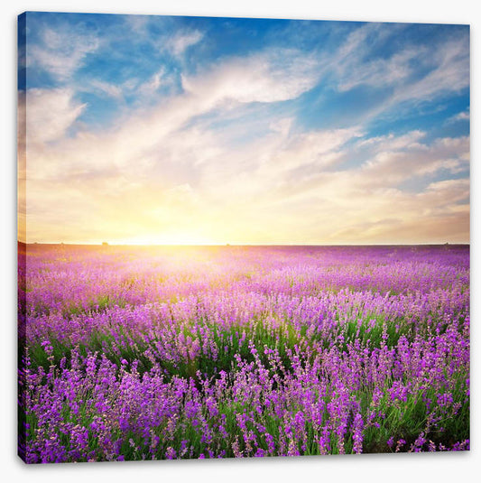 Lavender horizons