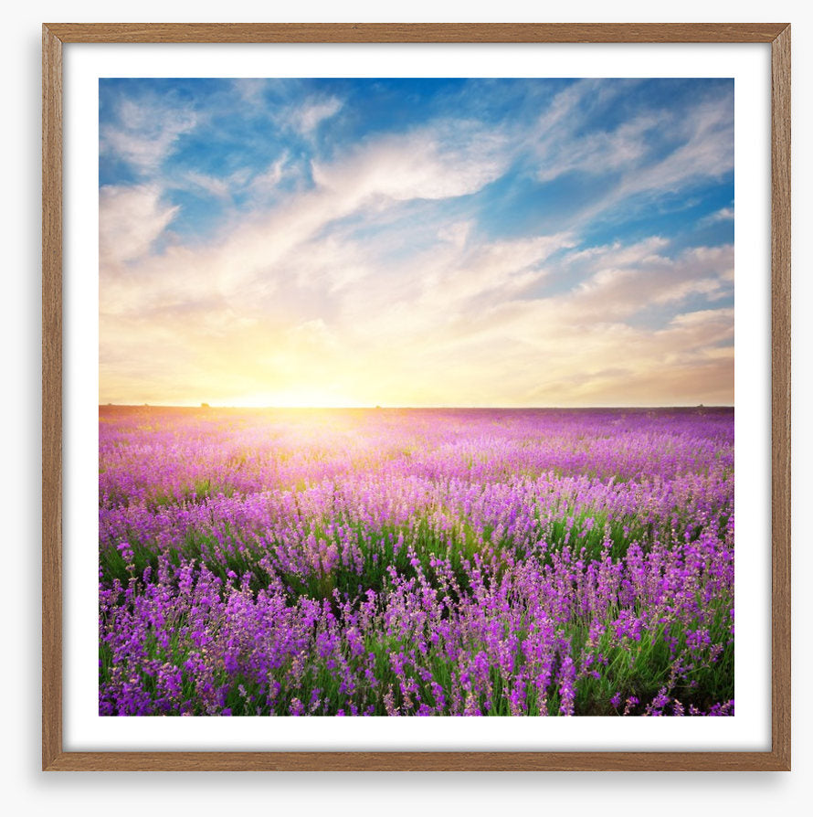 Lavender horizons