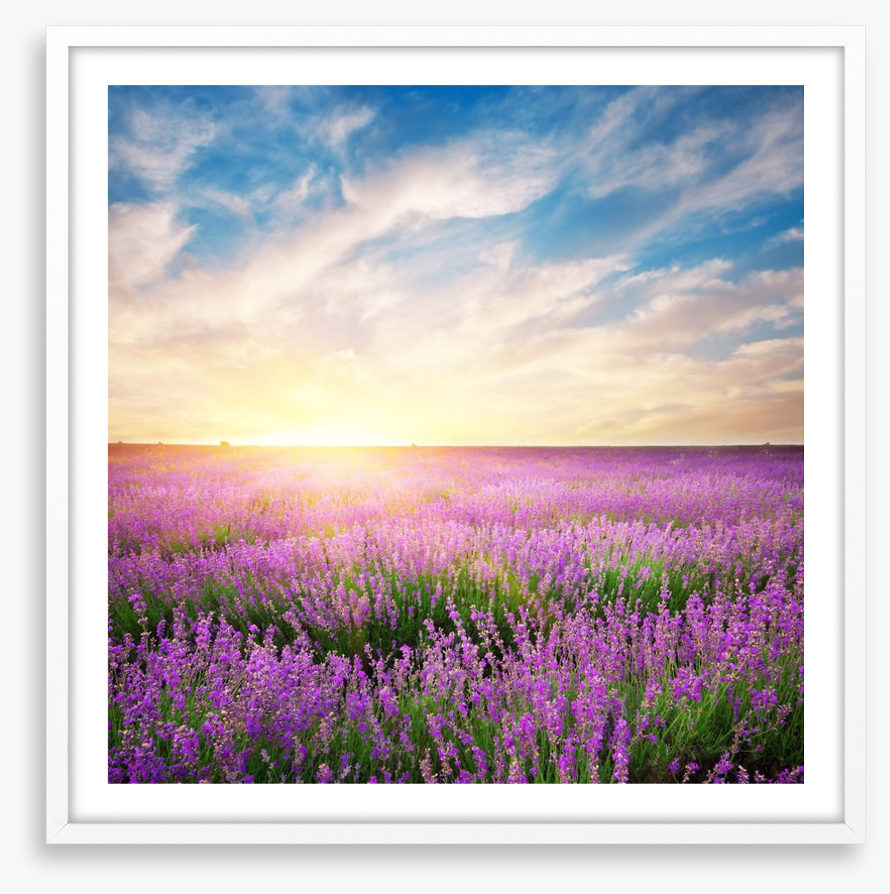 Lavender horizons