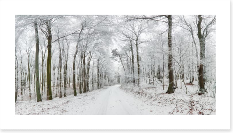 Into the snow forest