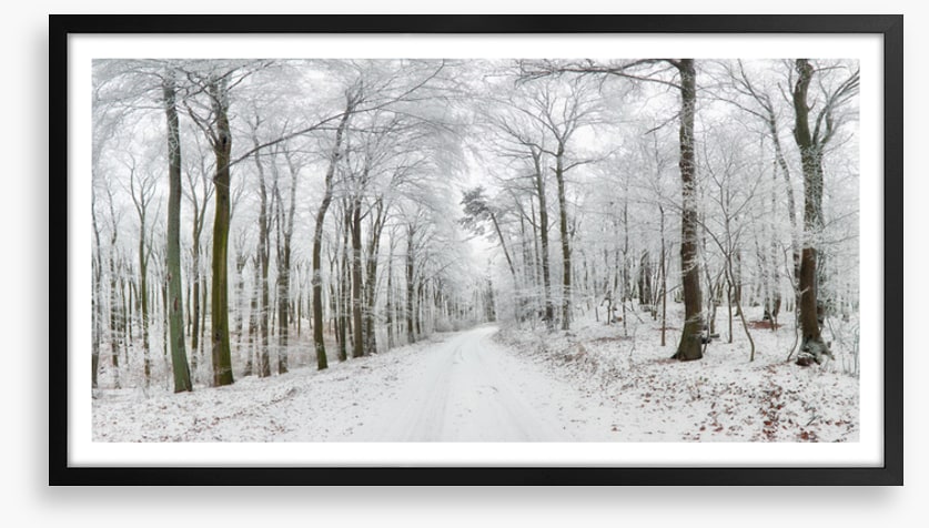 Into the snow forest
