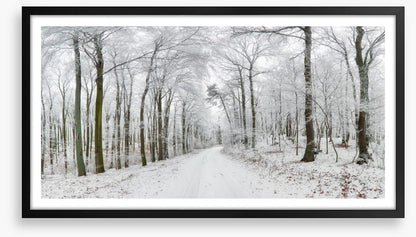 Into the snow forest