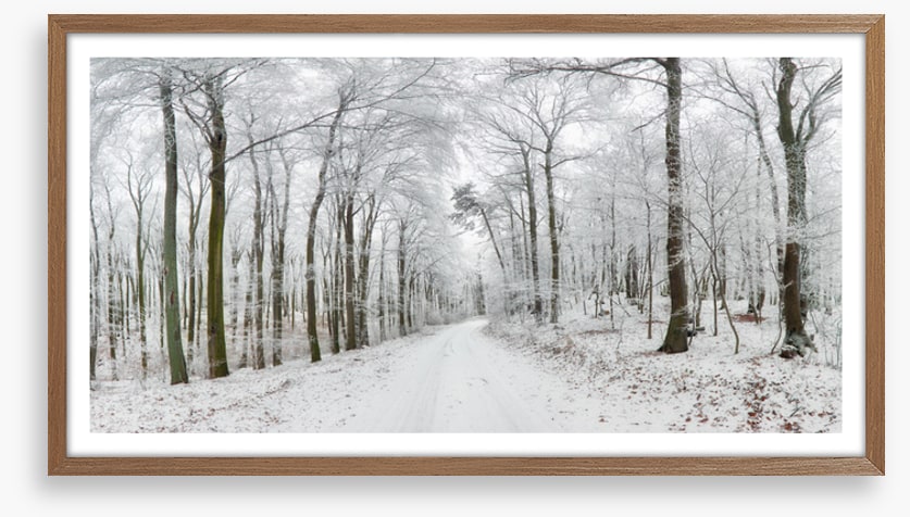 Into the snow forest