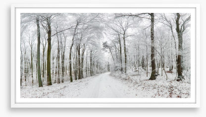 Into the snow forest