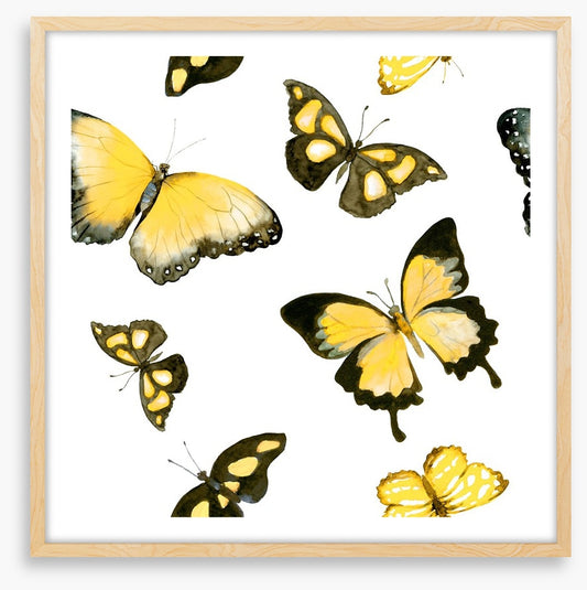 Butterflies