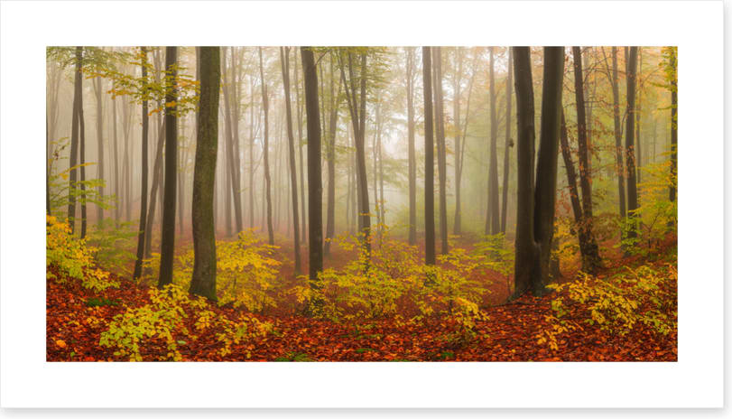 Forests