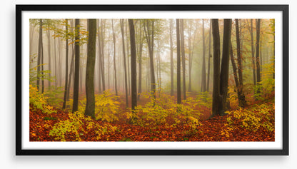 Forests