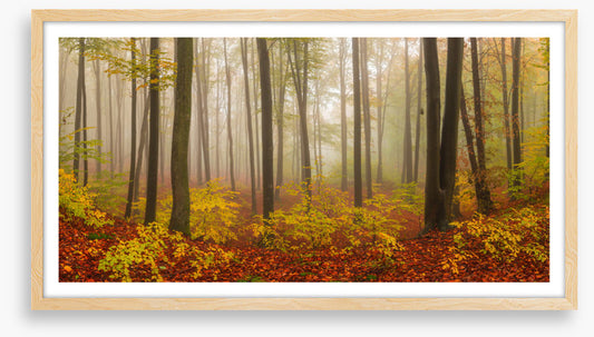 Forests