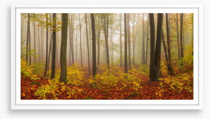 Forests