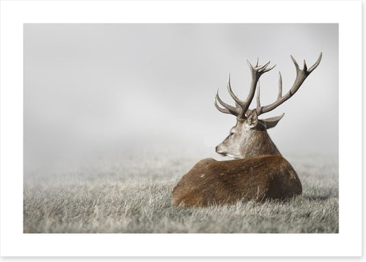 Stag in the fog