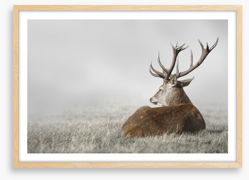 Stag in the fog