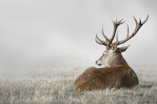 Stag in the fog