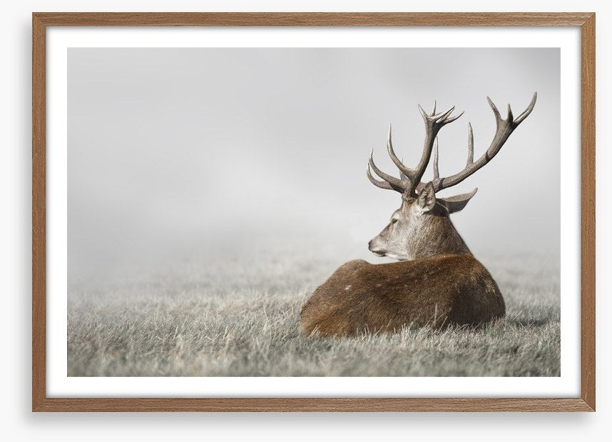 Stag in the fog