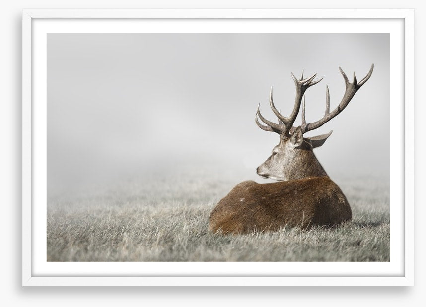 Stag in the fog