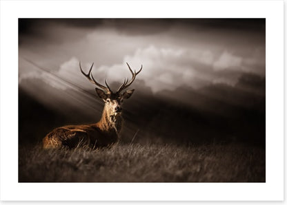 Stag in the sunlight