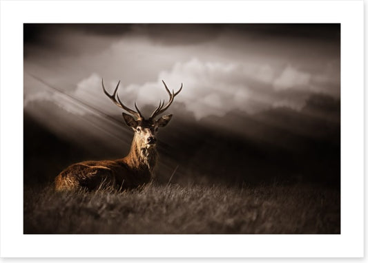 Stag in the sunlight