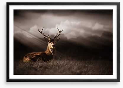 Stag in the sunlight