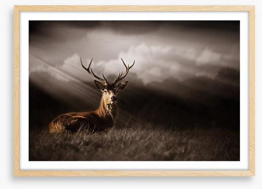 Stag in the sunlight
