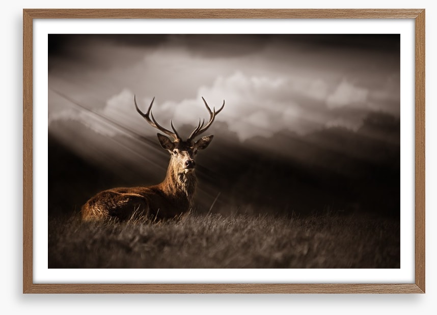 Stag in the sunlight