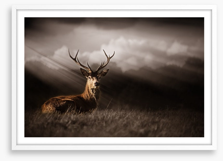 Stag in the sunlight