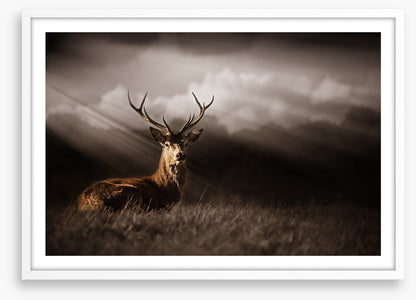 Stag in the sunlight