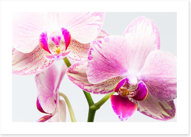Up close and orchid