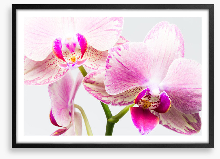 Up close and orchid