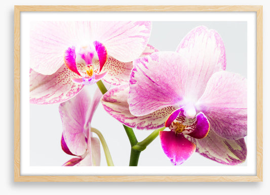 Up close and orchid
