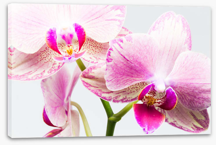 Up close and orchid