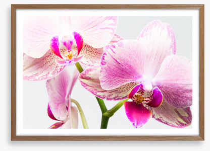 Up close and orchid