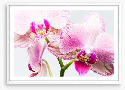 Up close and orchid