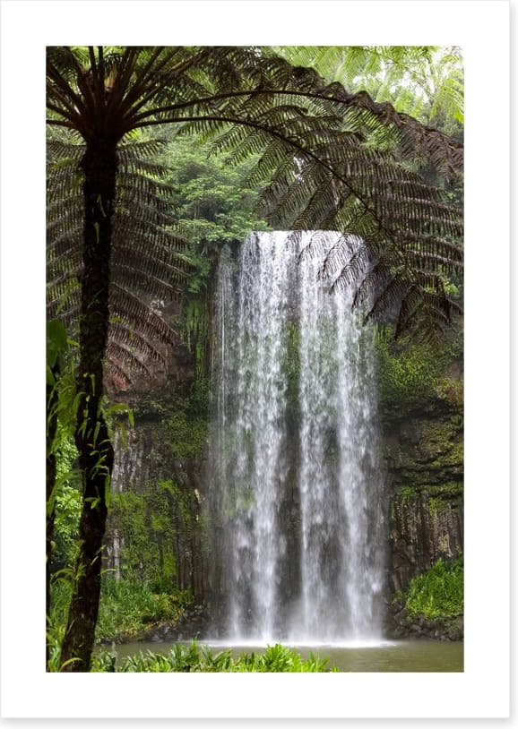 Ferns and falls