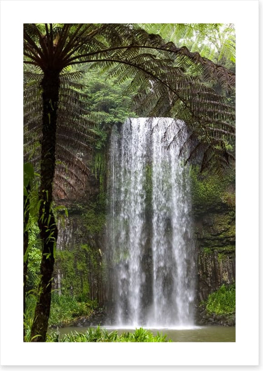 Ferns and falls