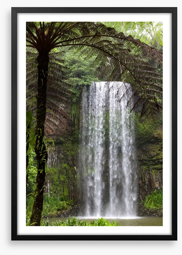 Ferns and falls
