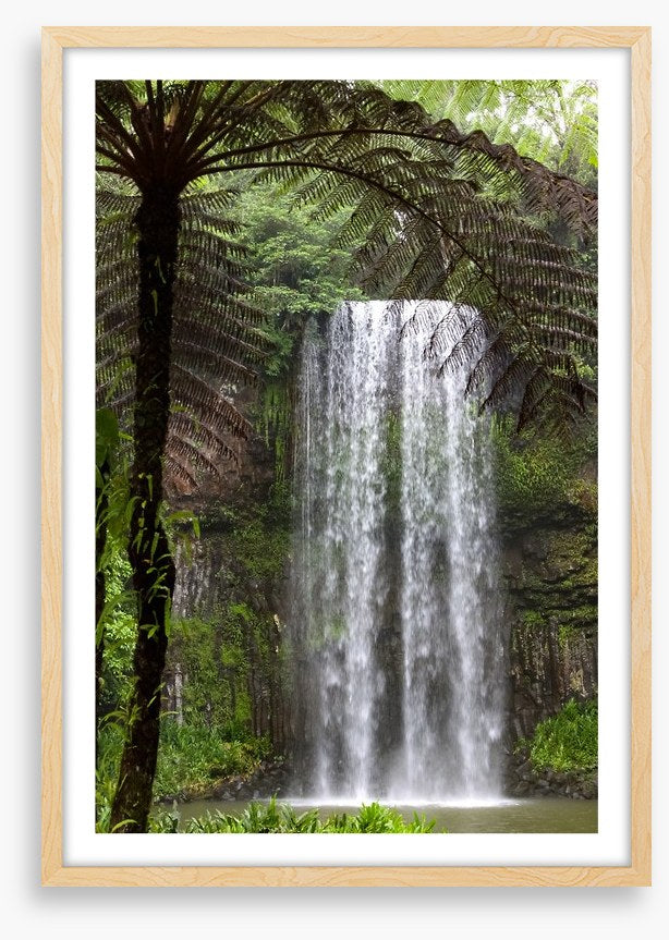 Ferns and falls