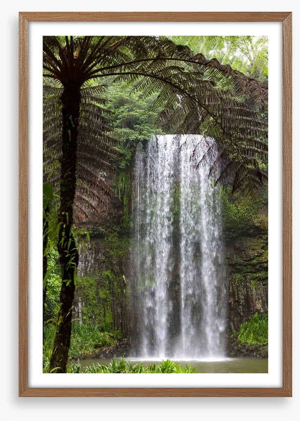 Ferns and falls
