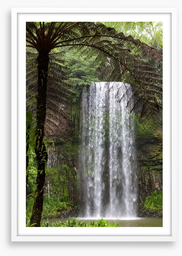 Ferns and falls