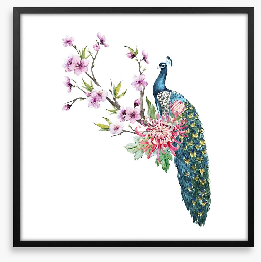 Tropical peacock