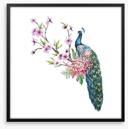 Tropical peacock