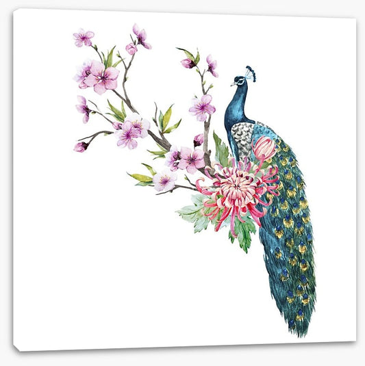 Tropical peacock